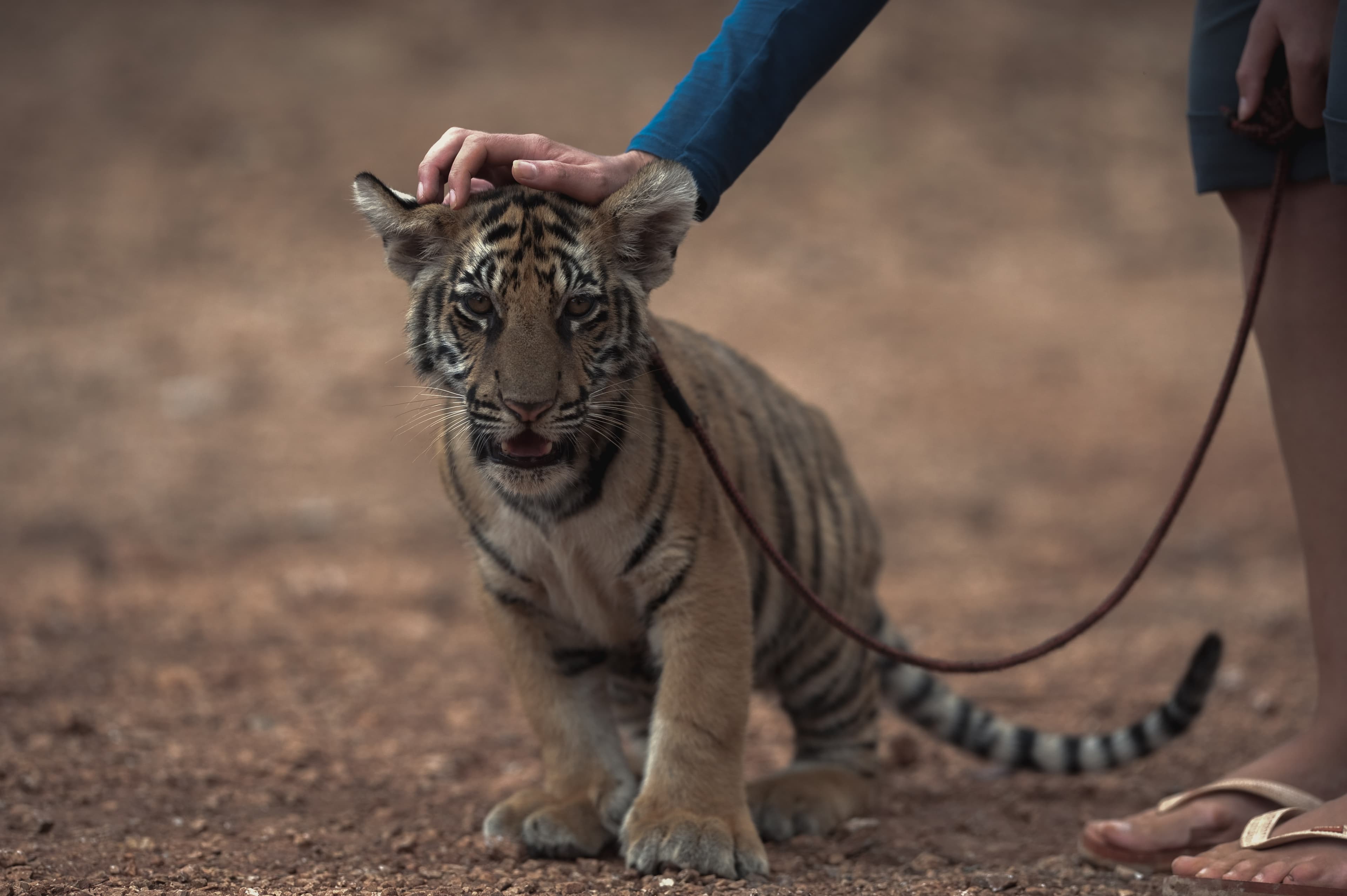 Junger Tiger an der Leine